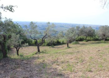 Foto 18 - Terreno agricolo Sotto Castello
 
snc, Monteodorisio - foto 17