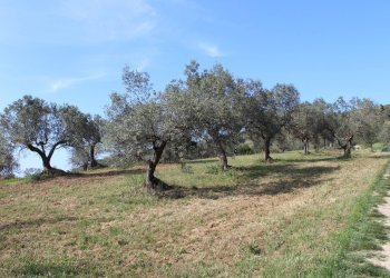 Foto 19 - Terreno agricolo Sotto Castello
 
snc, Monteodorisio - foto 18