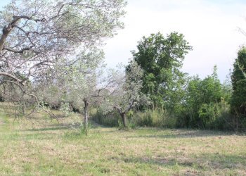 Foto 23 - Terreno agricolo Sotto Castello
 
snc, Monteodorisio - foto 21