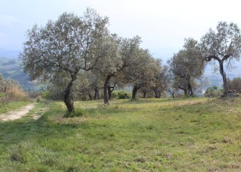 Foto 24 - Terreno agricolo Sotto Castello
 
snc, Monteodorisio - foto 22