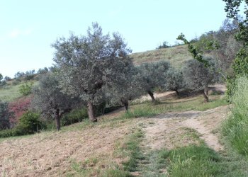 Foto 25 - Terreno agricolo Sotto Castello
 
snc, Monteodorisio - foto 23