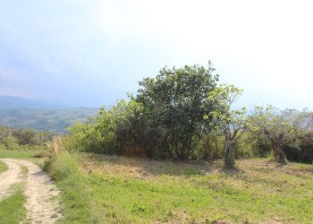 Foto 27 - Terreno agricolo Sotto Castello
 
snc, Monteodorisio - foto 25