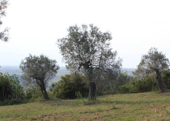 Foto 28 - Terreno agricolo Sotto Castello
 
snc, Monteodorisio - foto 26