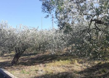 Foto 5 - Terreno edificabile viale Giovanni XXIII
 
snc, Cupello - foto 5