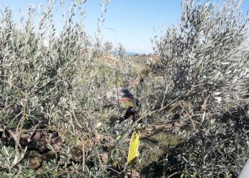 Foto 12 - Terreno edificabile viale Giovanni XXIII
 
snc, Cupello - foto 12