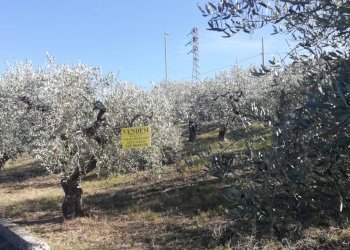 Foto 14 - Terreno edificabile viale Giovanni XXIII
 
snc, Cupello - foto 14