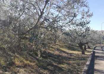 Foto 15 - Terreno edificabile viale Giovanni XXIII
 
snc, Cupello - foto 15