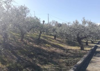 Foto 18 - Terreno edificabile viale Giovanni XXIII
 
snc, Cupello - foto 18