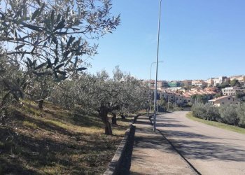 Foto 19 - Terreno edificabile viale Giovanni XXIII
 
snc, Cupello - foto 19