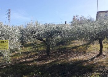 Foto 20 - Terreno edificabile viale Giovanni XXIII
 
snc, Cupello - foto 20