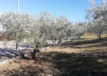 Foto 21 - Terreno edificabile viale Giovanni XXIII
 
snc, Cupello - foto 21