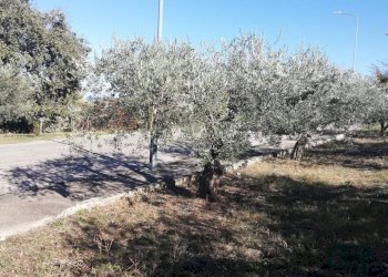 Foto 22 - Terreno edificabile viale Giovanni XXIII
 
snc, Cupello - foto 22