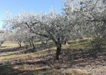 Foto 23 - Terreno edificabile viale Giovanni XXIII
 
snc, Cupello - foto 23