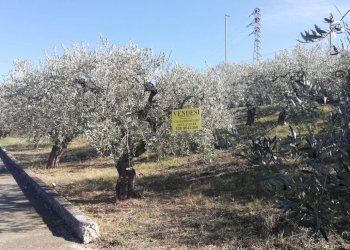 Foto 24 - Terreno edificabile viale Giovanni XXIII
 
snc, Cupello - foto 24