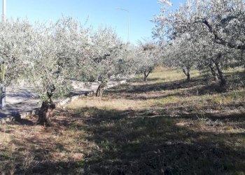 Foto 25 - Terreno edificabile viale Giovanni XXIII
 
snc, Cupello - foto 25