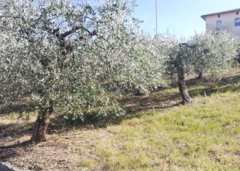 Foto 26 - Terreno edificabile viale Giovanni XXIII
 
snc, Cupello - foto 26