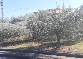 Foto 33 - Terreno edificabile viale Giovanni XXIII
 
snc, Cupello - foto 33