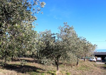 Foto 6 - Terreno edificabile via Aldo Moro, Cupello - foto 6