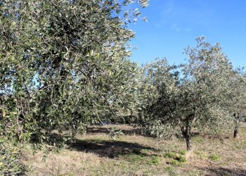 Foto 7 - Terreno edificabile via Aldo Moro, Cupello - foto 7