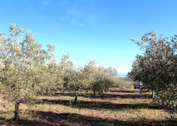 Foto 8 - Terreno edificabile via Aldo Moro, Cupello - foto 8