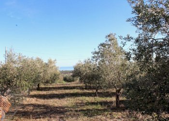 Foto 9 - Terreno edificabile via Aldo Moro, Cupello - foto 9