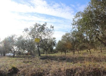 Foto 10 - Terreno edificabile via Aldo Moro, Cupello - foto 10