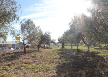 Foto 13 - Terreno edificabile via Aldo Moro, Cupello - foto 13