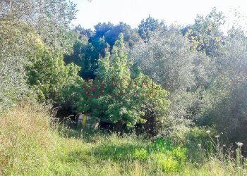 Foto 3 - Agricultural land Via Della Valle Benedetta, Livorno - photo 3