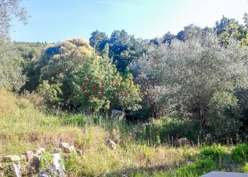 Foto 9 - Agricultural land Via Della Valle Benedetta, Livorno - photo 9