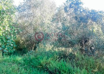 Foto 11 - Agricultural land Via Della Valle Benedetta, Livorno - photo 11