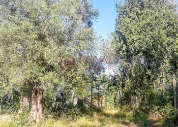 Foto 12 - Agricultural land Via Della Valle Benedetta, Livorno - photo 12