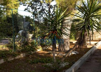 Foto 5 - Villa VIA  SANTA LUCIA, Trani - foto 5