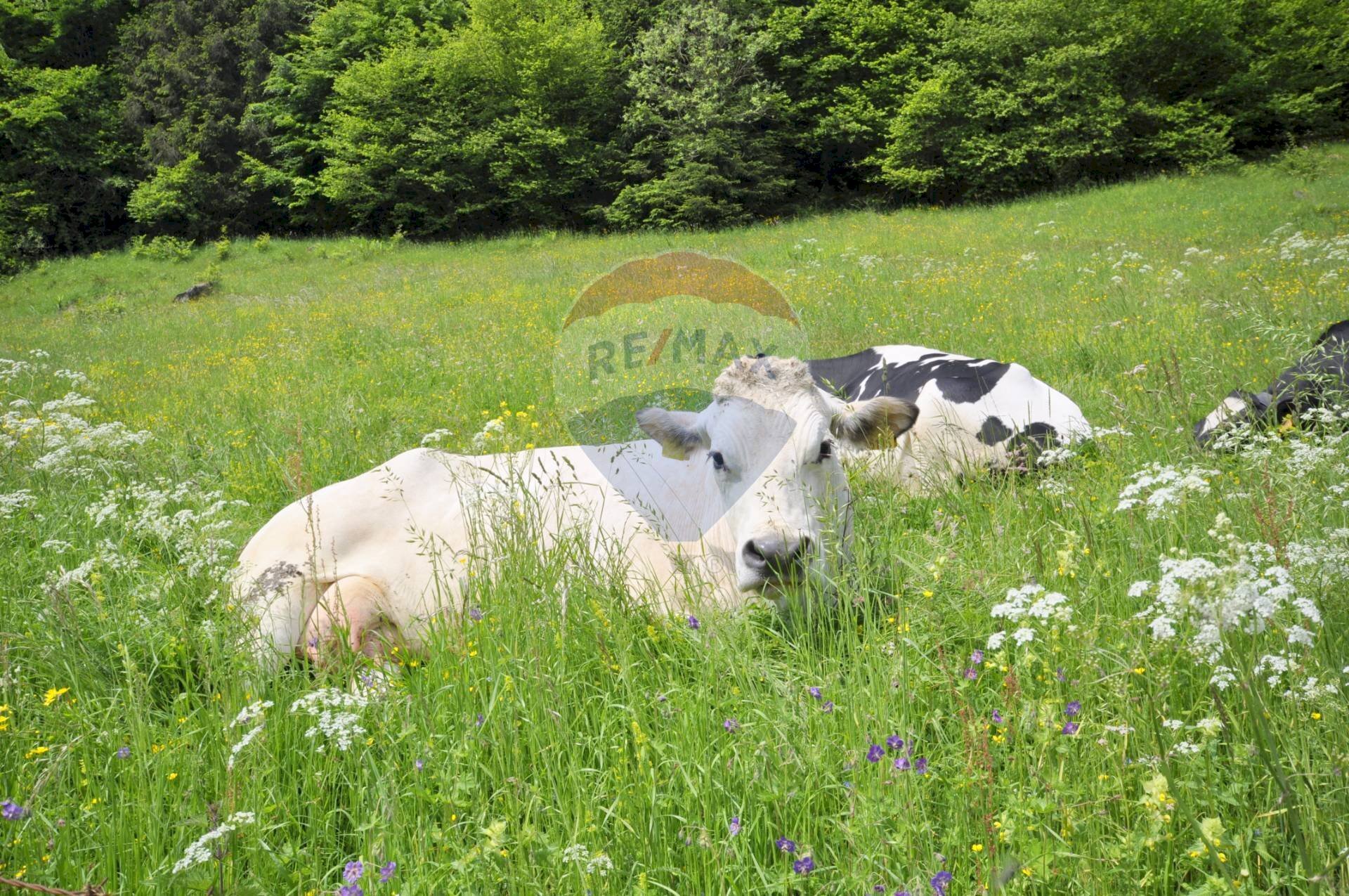 Giardino - Casa indipendente VIA DAMIANO CHIESA
 
SNC, Asiago - foto 2