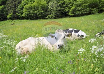 Giardino - Casa indipendente VIA DAMIANO CHIESA
 
SNC, Asiago - foto 2