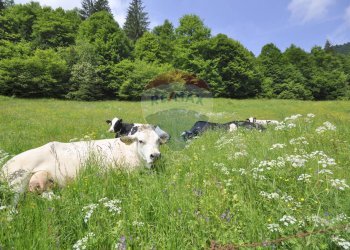 Giardino - Casa indipendente VIA DAMIANO CHIESA
 
SNC, Asiago - foto 19