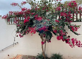 Giardino - Appartamento Badesi - foto 13