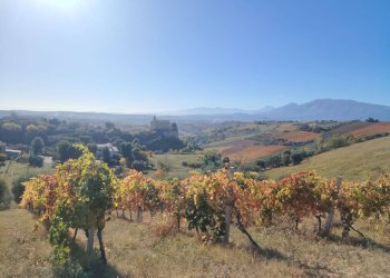 Foto 10 - Rustic Rovecciano, Offida - photo 9