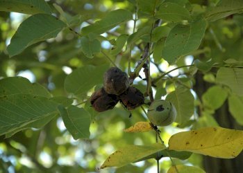 Foto 32 - Casa indipendente Via Garibaldi
 
10, Cassinelle - foto 32