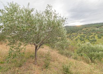 Foto 18 - Casa indipendente strada Provinciale 130
 
snc, Pollina - foto 18