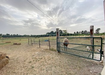 Foto 35 - Villa Strada Statale 16
 
3, Brindisi - foto 35