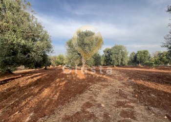 Foto 6 - Baita Strada Provinciale 28
 
snc, Ceglie Messapica - foto 6