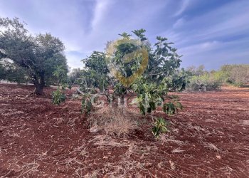 Foto 7 - Baita Strada Provinciale 28
 
snc, Ceglie Messapica - foto 7