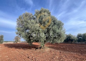 Foto 9 - Baita Strada Provinciale 28
 
snc, Ceglie Messapica - foto 9