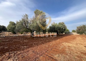 Foto 10 - Baita Strada Provinciale 28
 
snc, Ceglie Messapica - foto 10