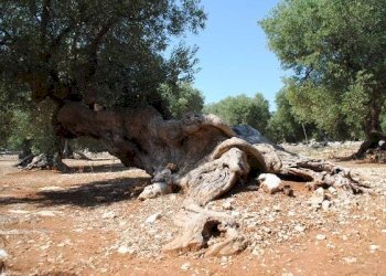 Foto 11 - Villa contrada marinelli, Cisternino - foto 11