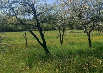 Foto 4 - Rustico Via I Maggio, Aulla - foto 4