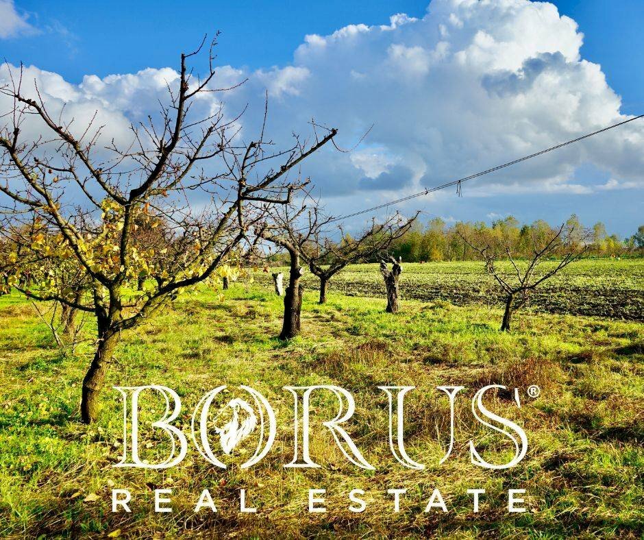 Foto 2 - Agricultural land Teverola - photo 2