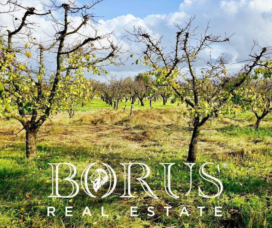 Foto 3 - Agricultural land Teverola - photo 3