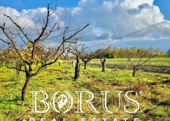 Foto 2 - Agricultural land Teverola - photo 2