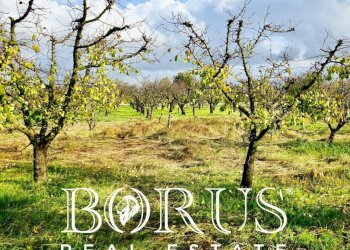 Foto 3 - Agricultural land Teverola - photo 3